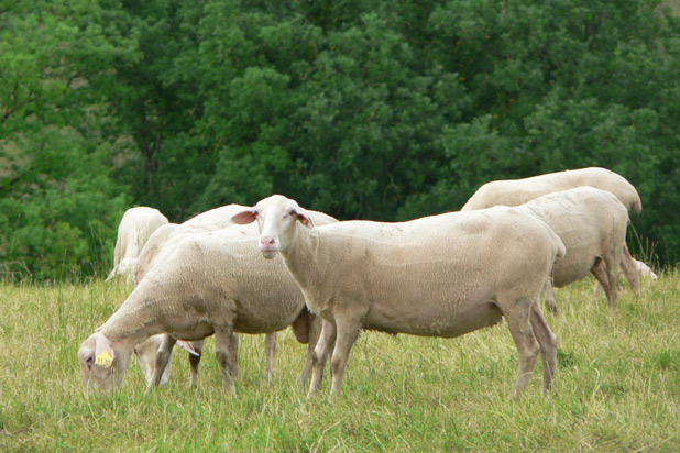 Roquefort Société (Roquefort-sur-Soulzon, France)