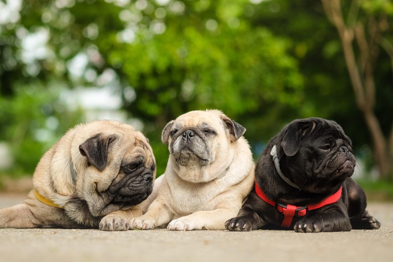 Evanger's Dog Food Recalled for Containing Euthanasia Drug