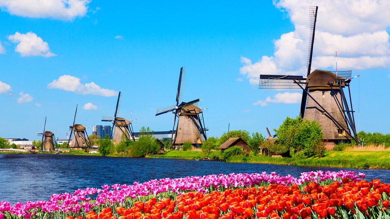 dutch wind mills with tulips