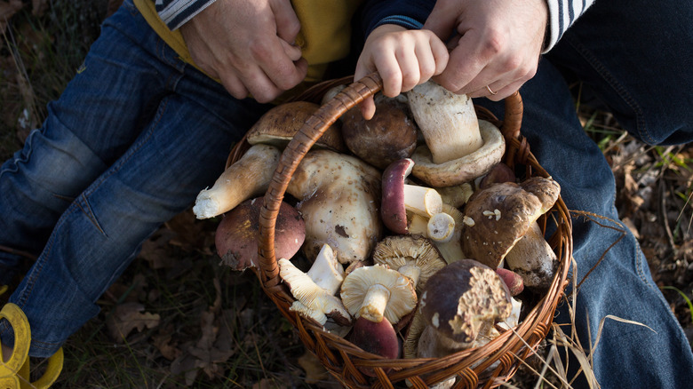 Collected wild mushrooms in basket