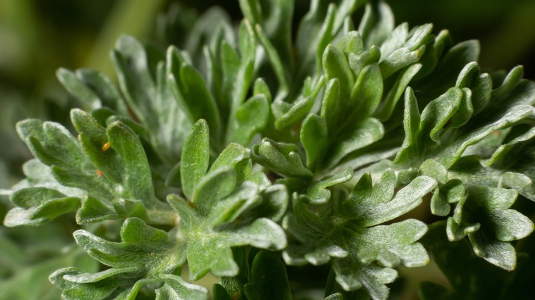 Close up of wormwood