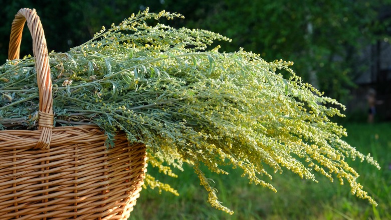 Wormwood in woven basket