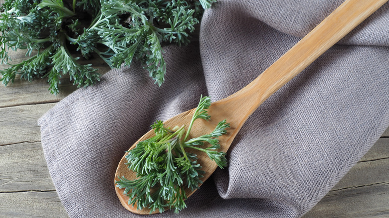 Wormwood in wooden spoon