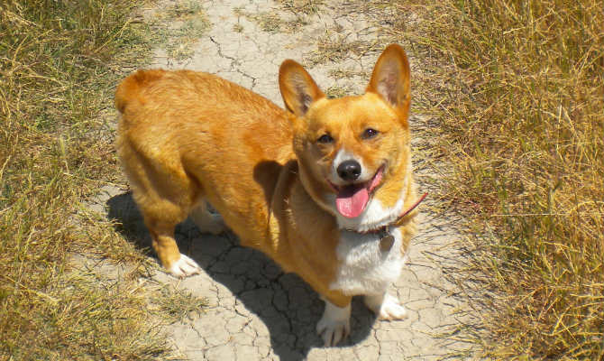 Corgi