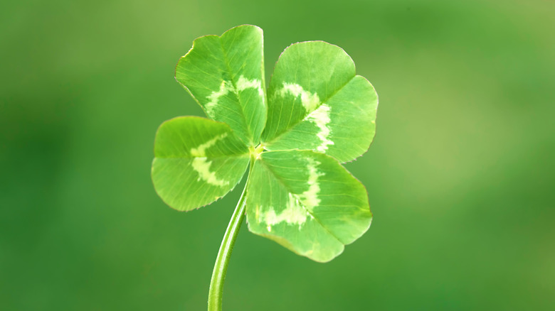 Four-leaf clover