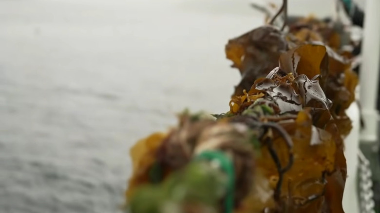 Seaweed farming in the Faroe Islands