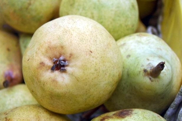 Pears