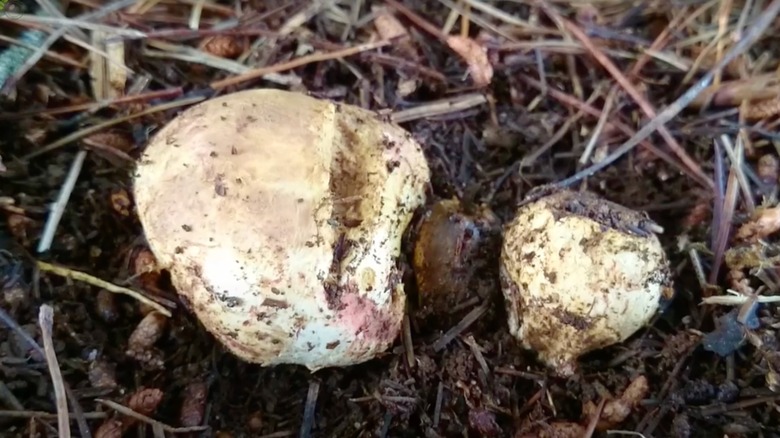 False truffles in soil