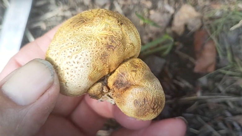 Close-up of a hand holding a false truffle