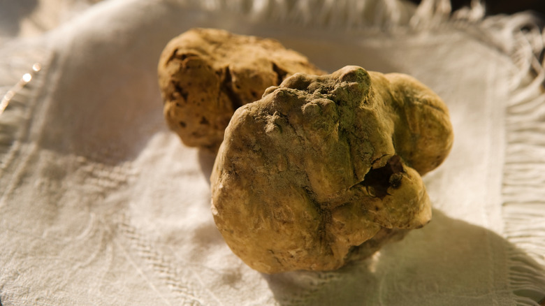 White truffles on white cloth