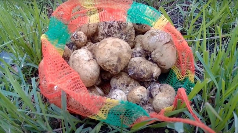 Sack of false truffles