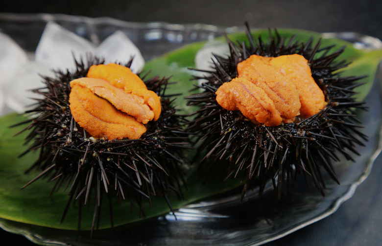 Sea Urchin