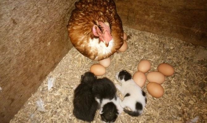 Chicken and kittens