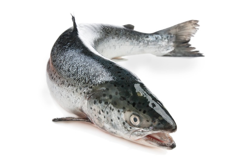 FDA Approves Genetically Engineered Salmon for Consumption, Labeling Not Required