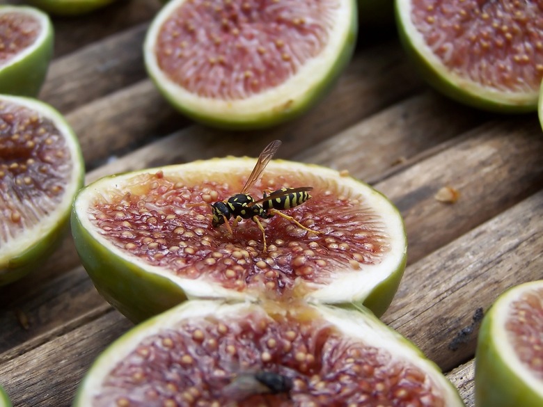 Figs Are Not Vegan Because They Are Full of Dead Wasps