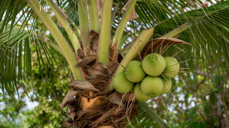 Coconuts growing on palms