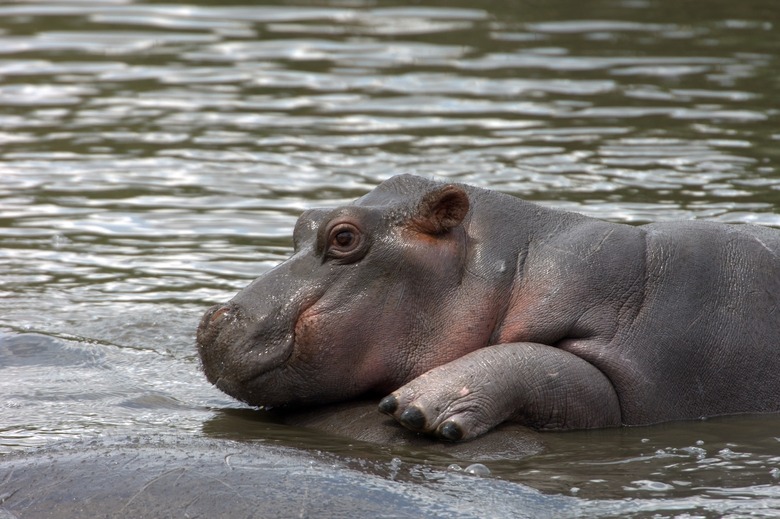 hippo