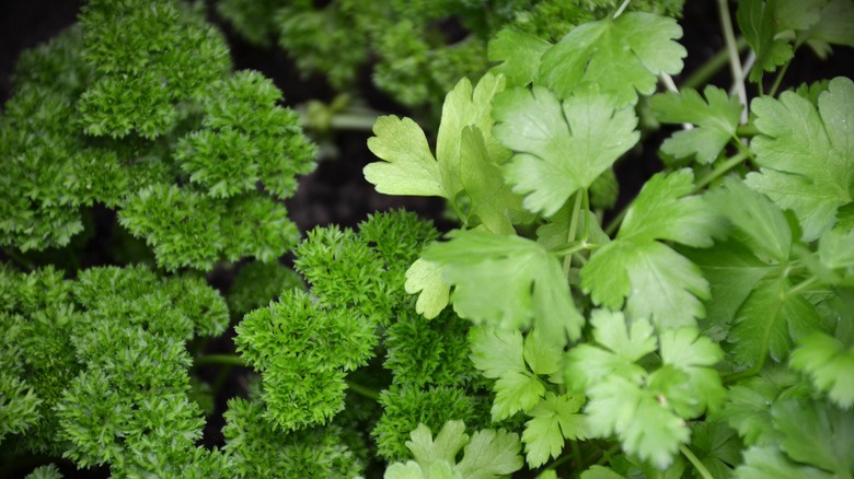 Curly and flat leaf parsley