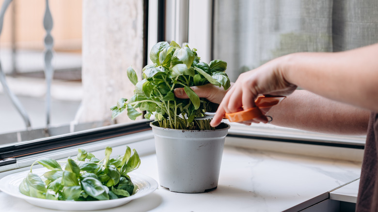 A person cutting basil on a windowsill