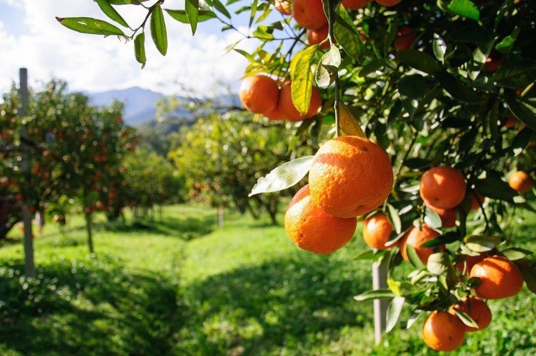Florida Government Introduces Label of Origin for Florida Orange Juice 