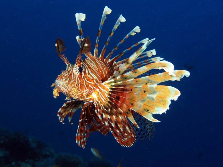 Florida Hosts Hunting Competition to Fight Spread of Lionfish, Destructive but Edible Invader