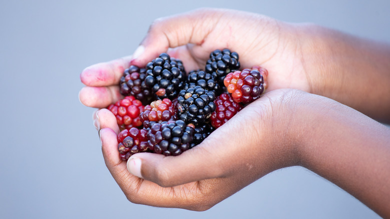 Boysenberries in a hand