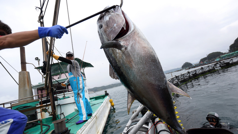 Freshly caught farmed tuna