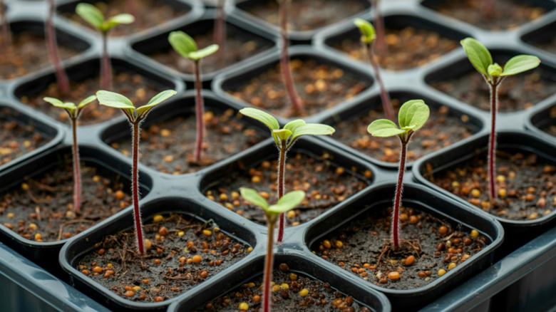 Seedlings in plastic containers