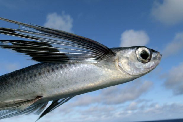 Barbados: Cou-Cou and Flying Fish