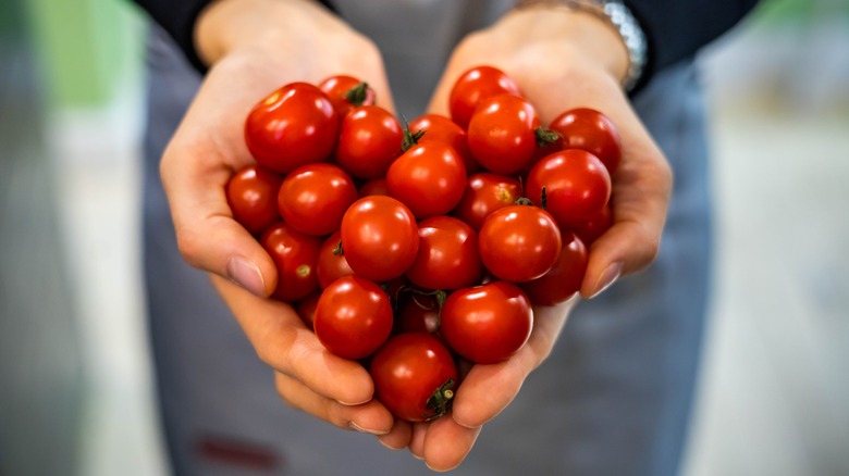 Person holding cherry tomatoes
