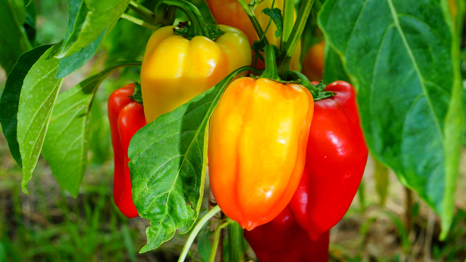 FoodWireDaily — For Better Homegrown Peppers, Plant This Veggie Alongside Them