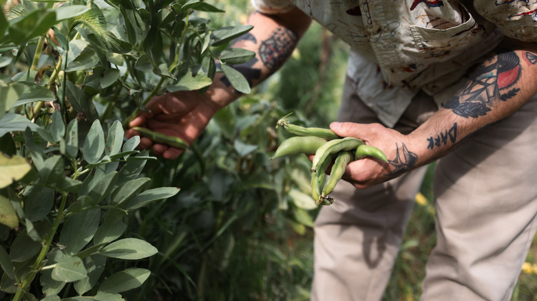 A person with tattooed arms harvesting fava beans in a garden.