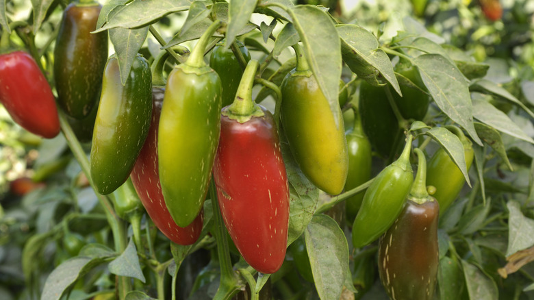 Red and green jalapeño peppers