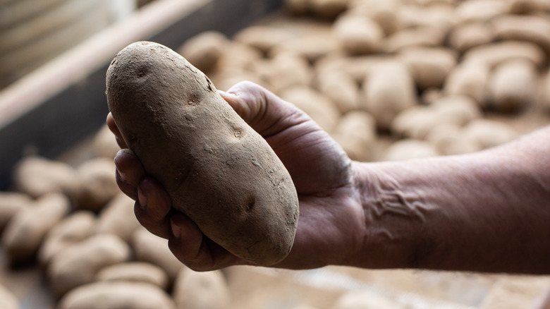 Holding up a frozen potato