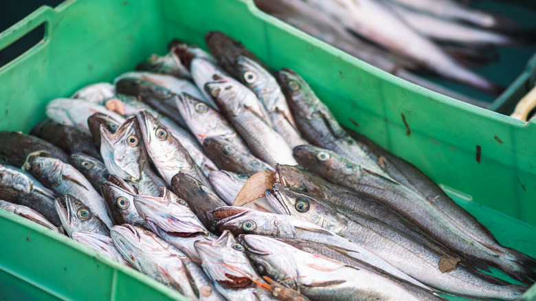Crate of freshly caught Cod