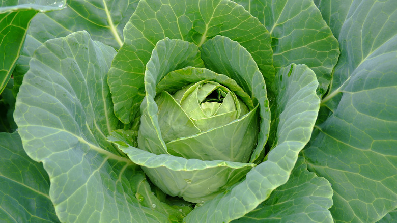 Fresh open cabbage head
