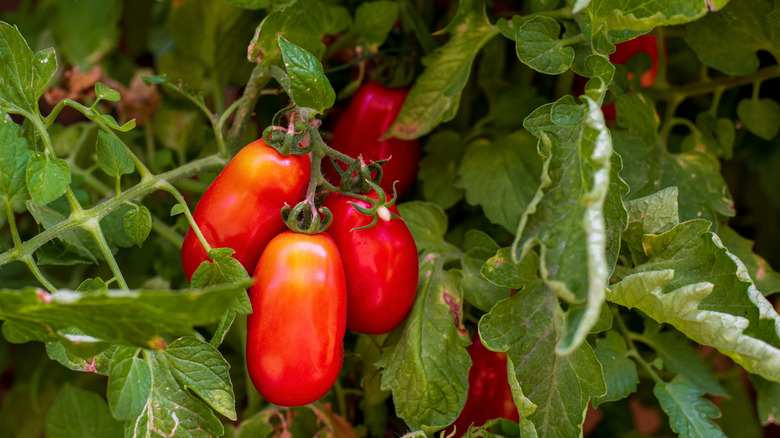 Bright red San Marzano tomatoes ripening on tomato plant
