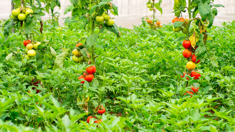 Tomatoes growing in a garden