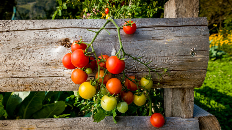 Cluster of cherry tomatoes dropping over wooden fence