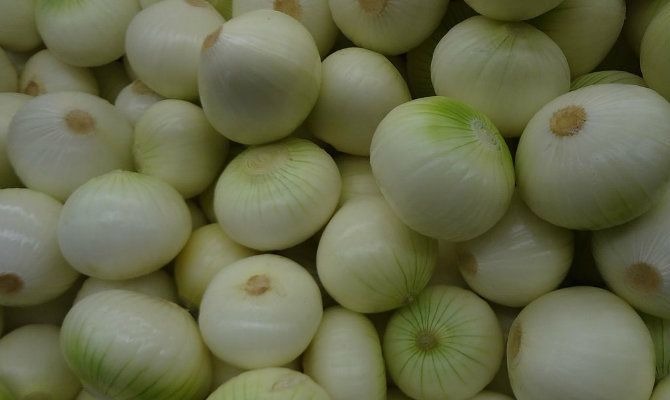 French onions ognons