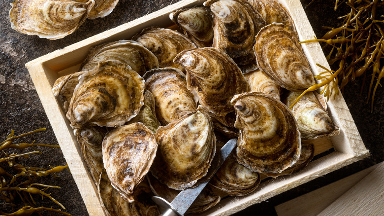 fresh oysters in a box