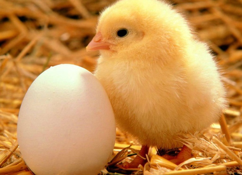 Baby chick with egg