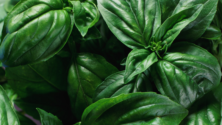 Basil leaves