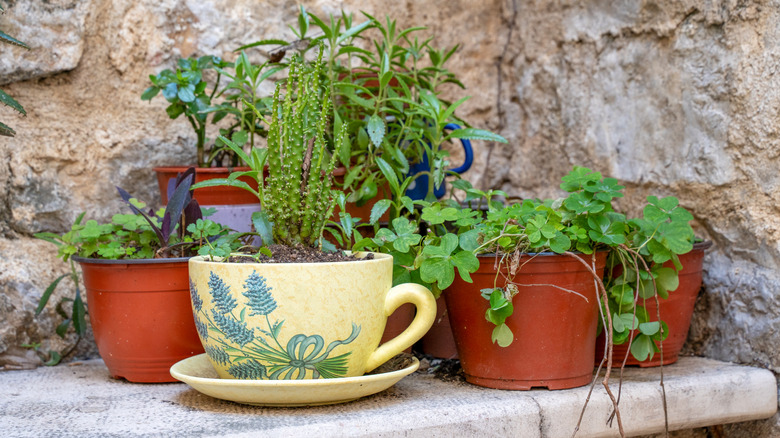 plants growing out of teacup alongside regular potted plants