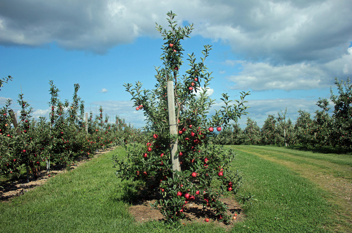 #10 Sky Top Orchard, Flat Rock, N.C.