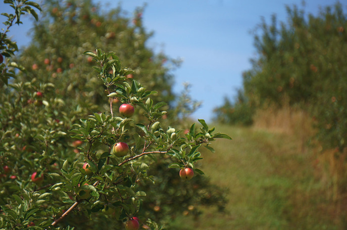 #11 Warwick Valley Winery and Distillery, Warwick, N.Y.