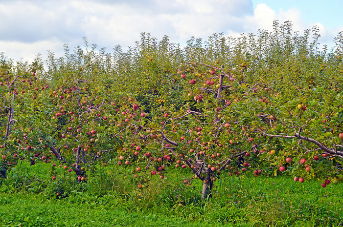#13 Applecrest Farm, Hampton Falls, N.H.