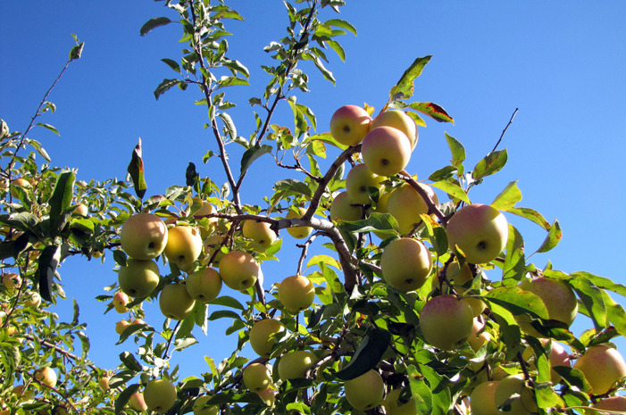 #14 Hillcrest Orchards, Ellijay, Ga.