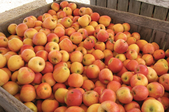 #15 Stribling Orchard, Markham, Va.