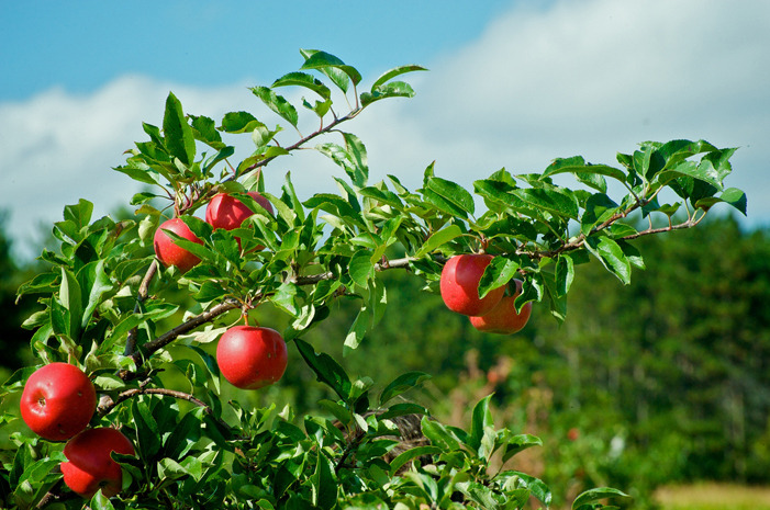 #16 Patterson Fruit Farm, Chesterland, Ohio